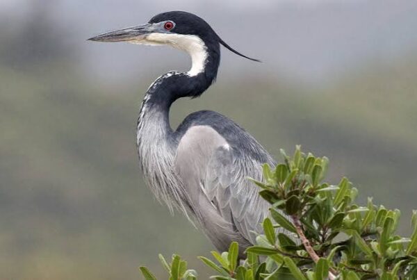 Black-headed Heron