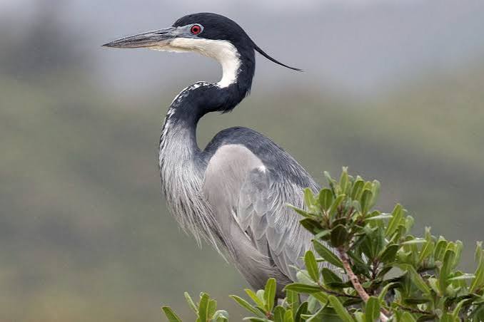 Black-headed Heron
