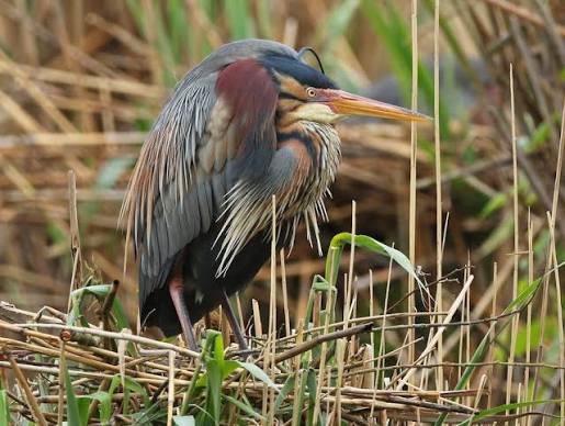 Purple Heron Africa