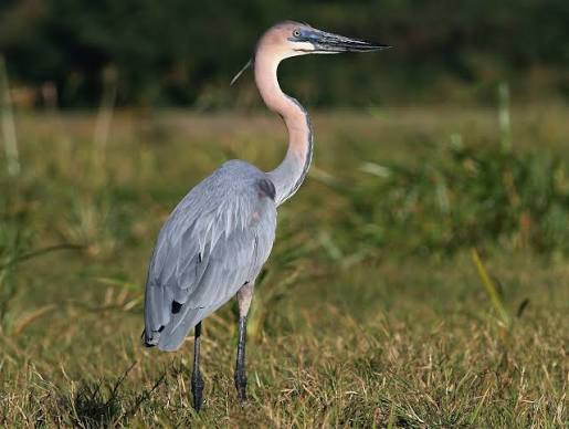 Goliath Heron Facts