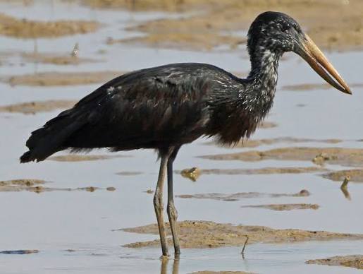 African Openbill Stork