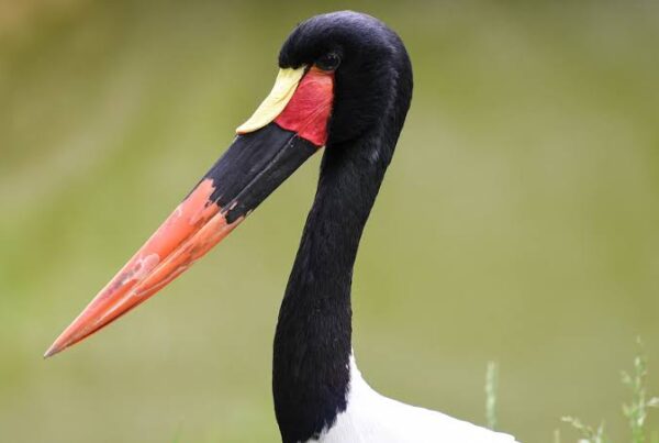 Saddle-billed Stork