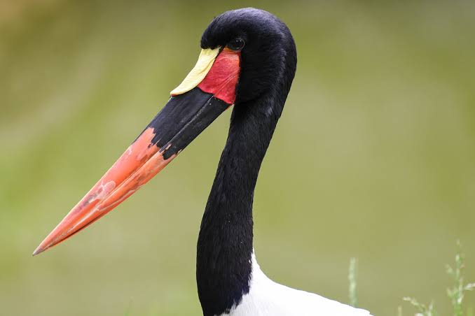 Saddle-billed Stork