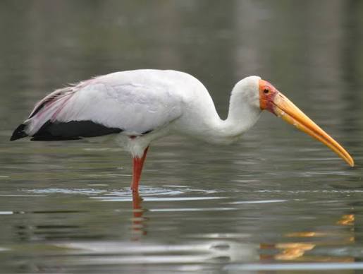 Yellow-billed Stork