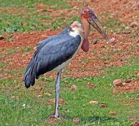 Marabou Stork Size
