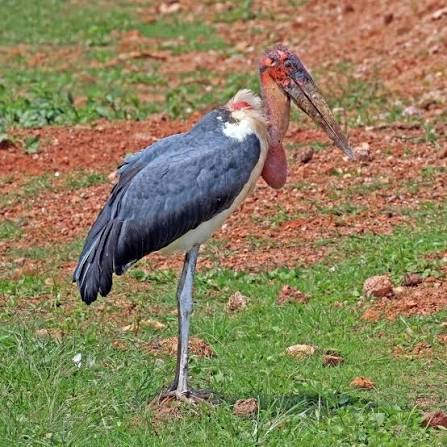 Marabou Stork Size