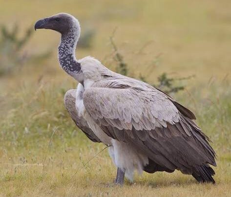 White-backed Vulture