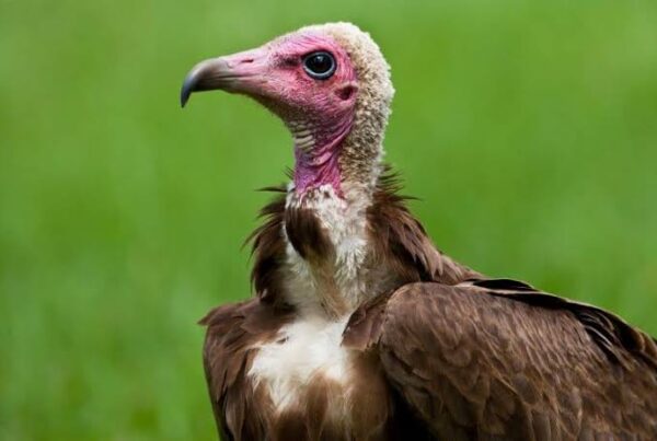 Hooded Vulture Facts