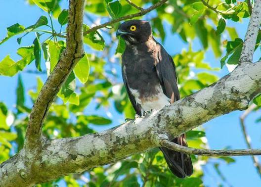 Bat Hawk Africa