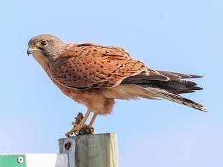 Rock Kestrel Africa