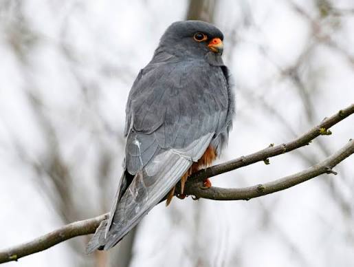 Red-footed Falcon