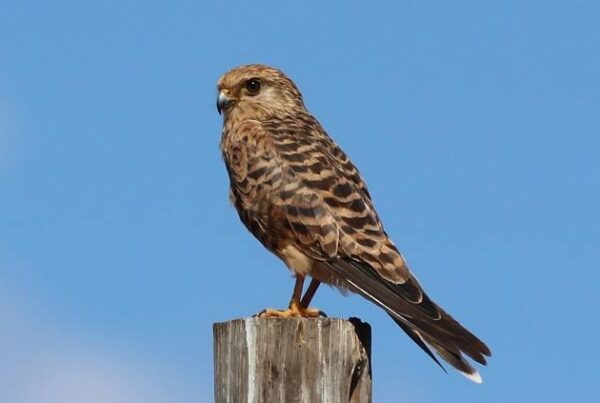 Greater Kestrel Africa