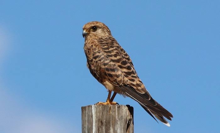 Greater Kestrel Africa