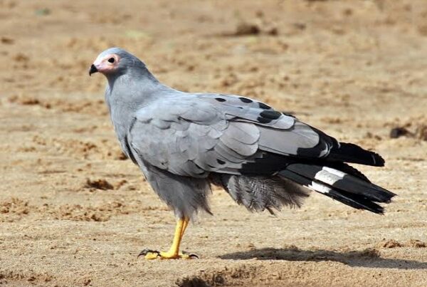 African Harrier-hawk