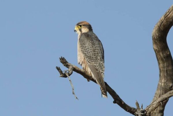 Lanner Falcon Africa