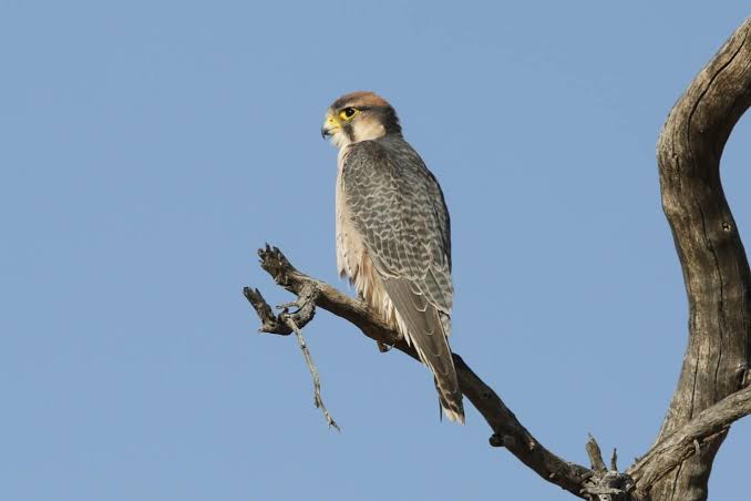 Lanner Falcon Africa
