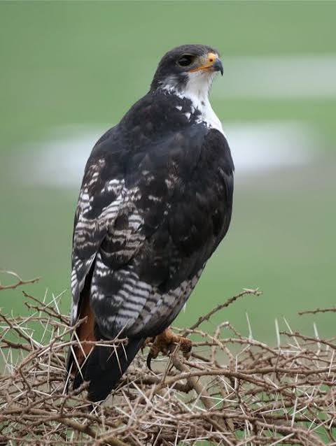 Crowned Eagle Facts