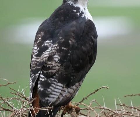 Augur Buzzard Africa