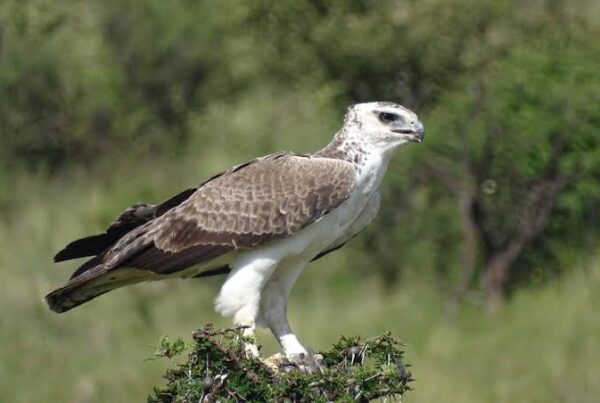 Martial Eagle Africa