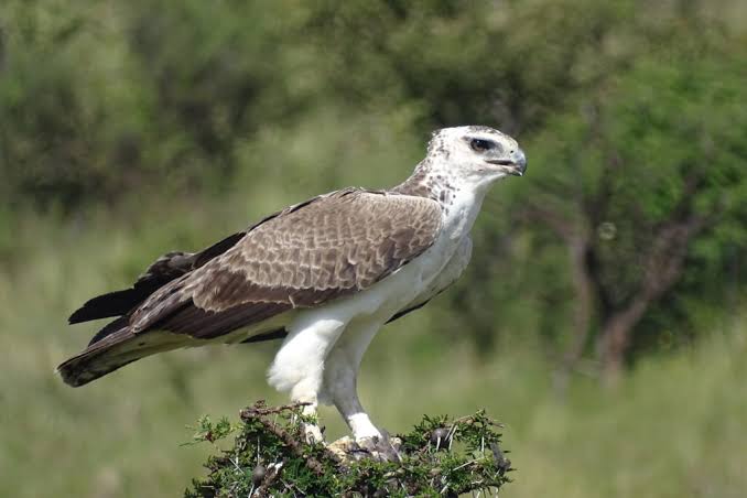 Martial Eagle Africa