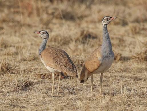 White-bellied Bustard