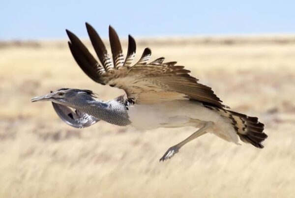 Kori Bustard Weight
