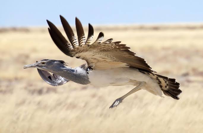 Kori Bustard Weight