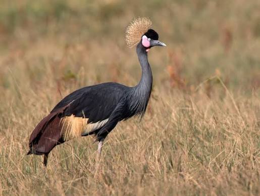 Black Crowned Crane