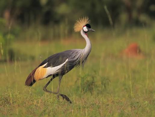 Grey Crowned Crane