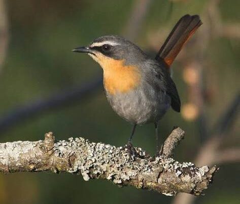 East Africa Robin Chat