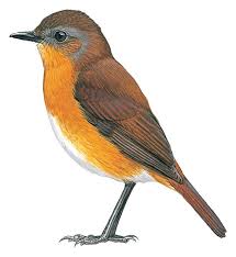 Equatorial Akalat