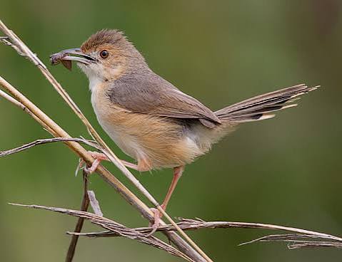 Red-faced Cisticola