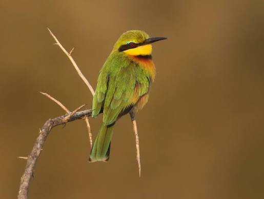 Little Bee-eater Facts