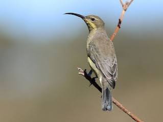 Malachite Sunbird