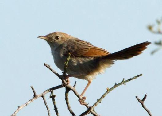 East Africa Cisticola