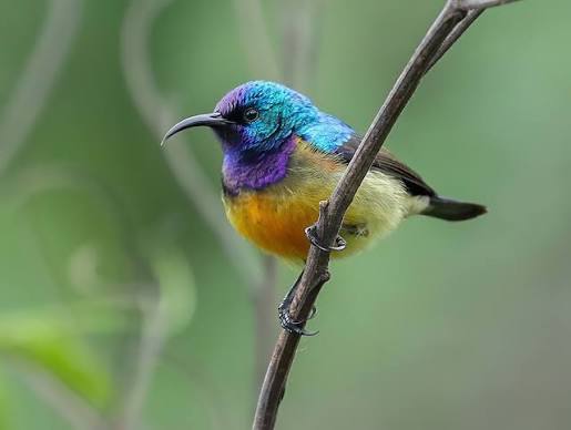Variable Sunbird