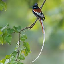 African Paradise Flycatcher