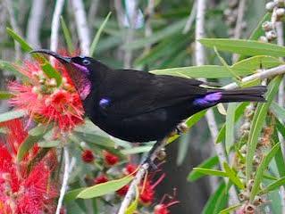 Amethyst Sunbird