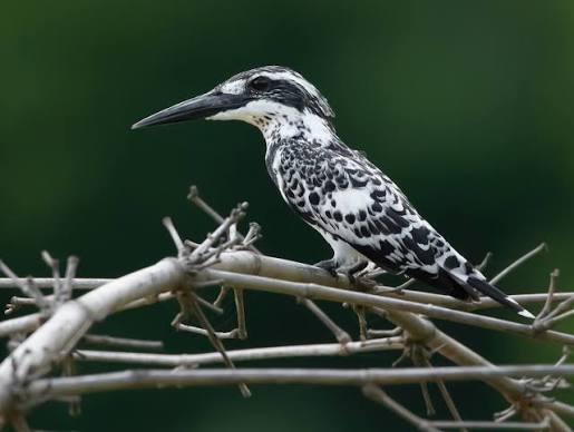 Giant Kingfisher Africa