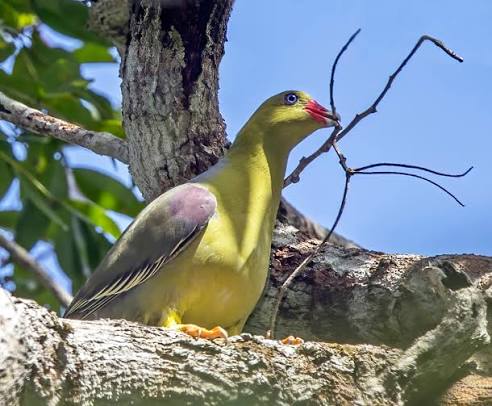 African Green Pigeon