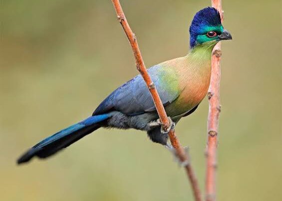 Purple-crested Turaco
