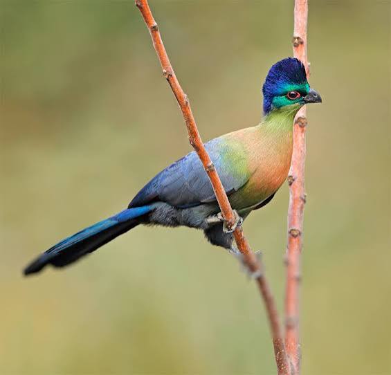 Purple-crested Turaco