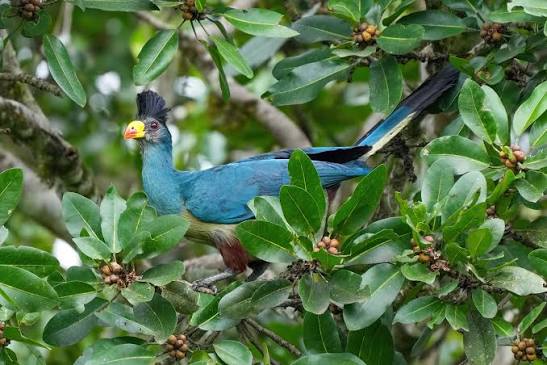 Great Blue Turaco