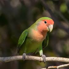 Lovebird Africa Species