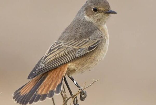 Rwanda Night Birding