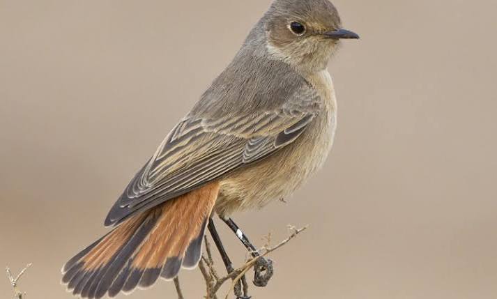 Rwanda Night Birding