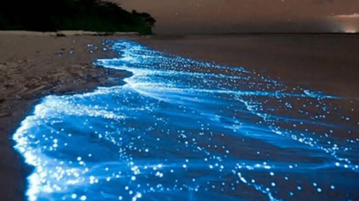 Bioluminescence Tanzania