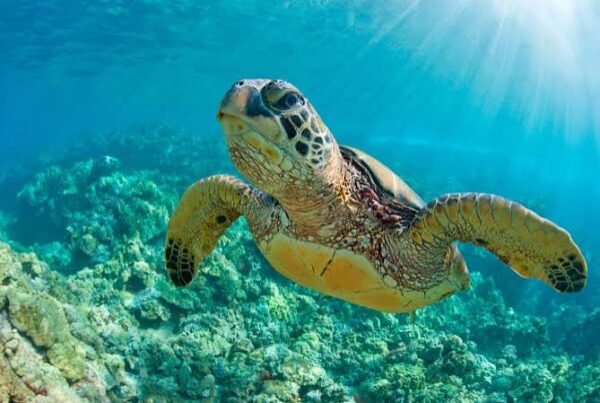 Watamu Green Turtles