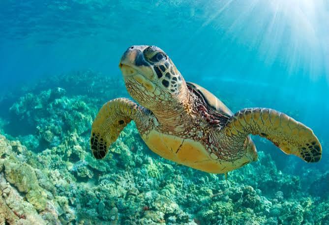 Watamu Green Turtles