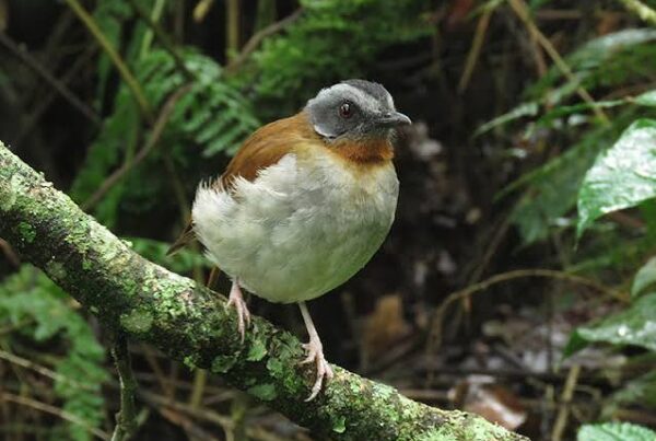 Rwenzori Bird Species
